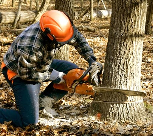 Tree Removal in Hampton, IL